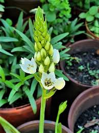 Ornithogalum 'White Princess' (Star of Bethlehem)