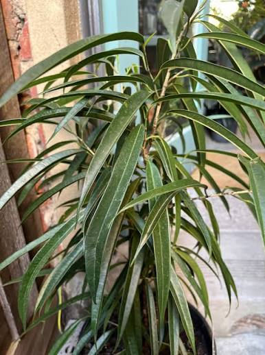 Ficus Longifolia (Sabre Tooth Fig)