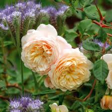 Rosa 'Crocus Rose' (English Shrub Rose)