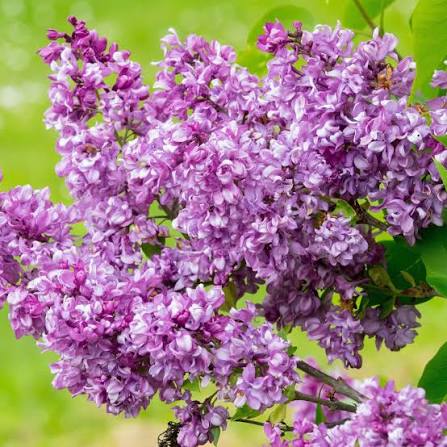 Syringa vulgaris 'Mrs Edward Harding' (Mrs Edward Harding Lilac)