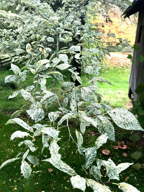 Ulmus Minor 'Argenteo-Variegata' (Variegated Field Elm)