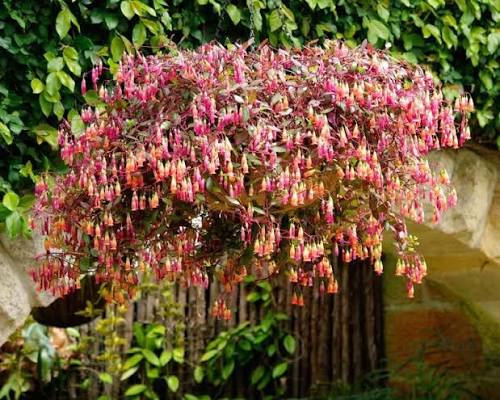 Kalanchoe uniflora (Trailing Kalanchoe)
