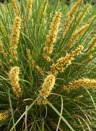 Lomandra longifolia ‘Verday’ (Mat Rush – Tissue Culture)