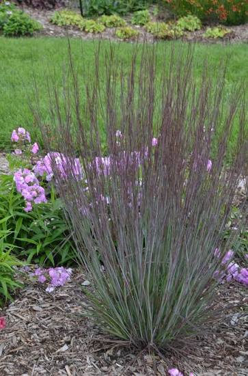Schizachyrium Scoparium 'Blue Paradise' (Blue Paradise Little Bluestem)