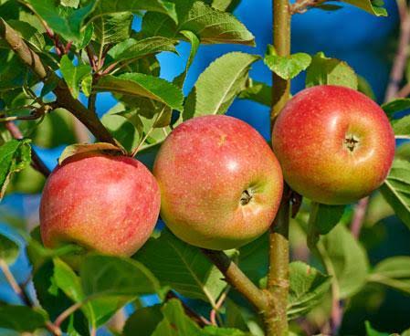 Malus Domestica 'Gala' (Semi-Dwarf Gala Apple)