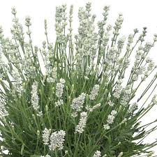 Lavandula 'La Diva White' (White Lavender)