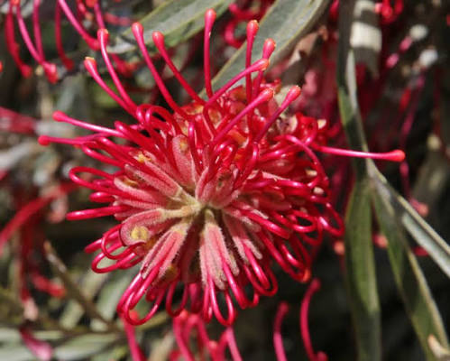 Grevillea banksii (Banks’ Grevillea)
