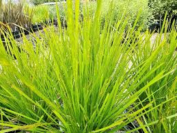 Lomandra Confertifolia 'Pallida' ('Sprilomjan') Trojan™ (Trojan™ Lomandra)