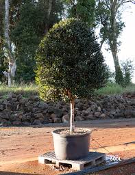 Camellia Sasanqua ‘Jennifer Susan’ (Jennifer Susan Camellia Standards)