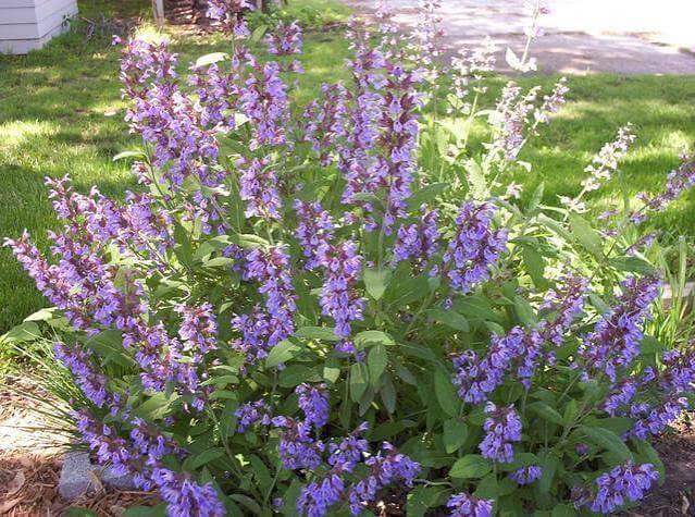 Salvia officinalis (Sage)