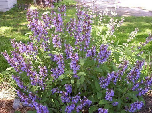 Salvia officinalis (Sage)