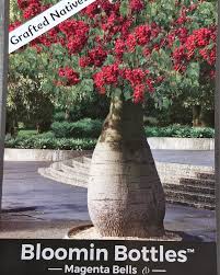 Brachychiton ‘Db01’ (Magenta Bells)