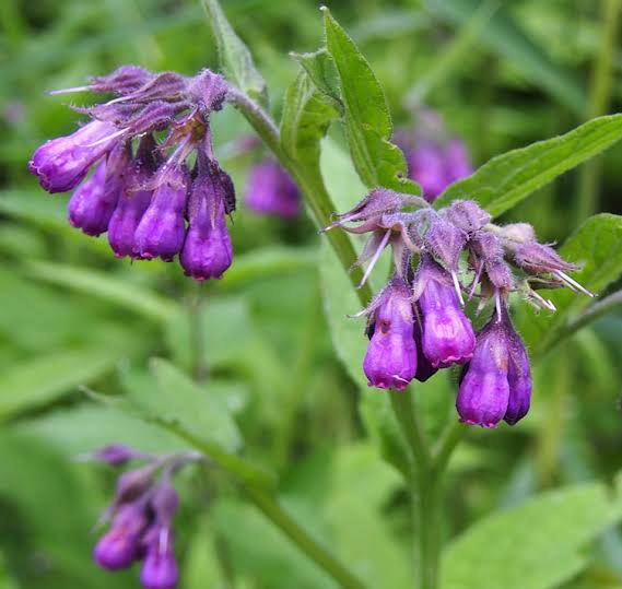 Comfrey (Symphytum officinale)