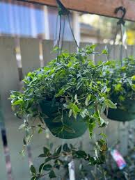 Gibasis geniculata (Tahitian Bridal Veil)