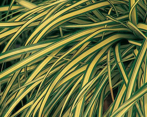 Carex hachijoensis 'Evergold' (Evergold Sedge)