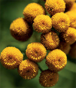 Tanacetum Vulgare (Tansy)