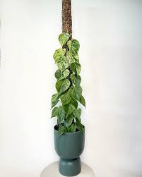Philodendron Hederaceum (Heartleaf Philodendron Totem Pole)