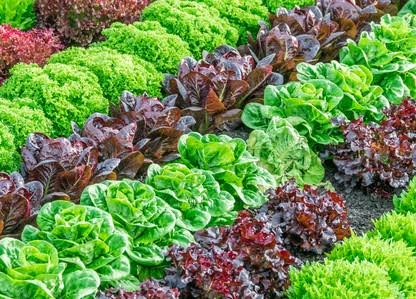 Lactuca sativa 'Bistro Blend' (Bistro Blend Lettuce)