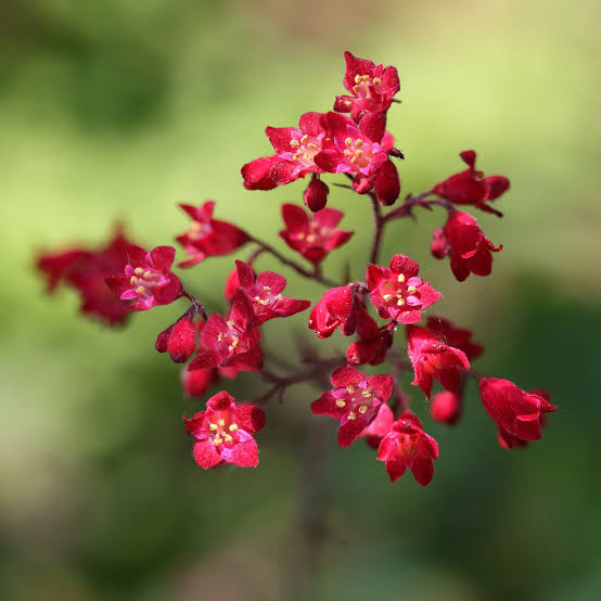 Heuchera Sanguinea 'Firefly' (Firefly Coral Bells)