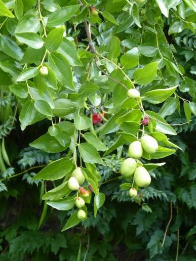 Ziziphus jujuba 'Chico' (Chico Jujube)
