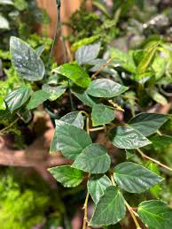 Begonia Glaucophylla (Trailing Begonia)