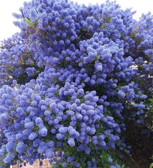 Ceanothus 'Blue Pacific' (Blue Pacific Californian Lilac)