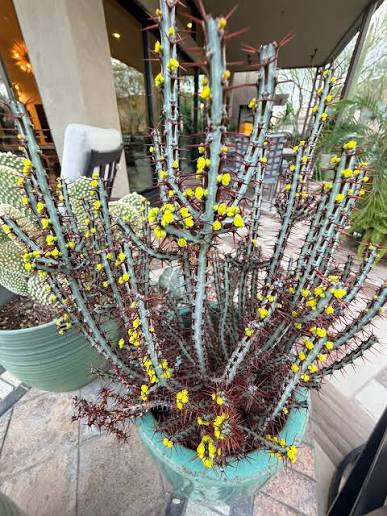 Euphorbia aeruginosa (Miniature Saguaro)