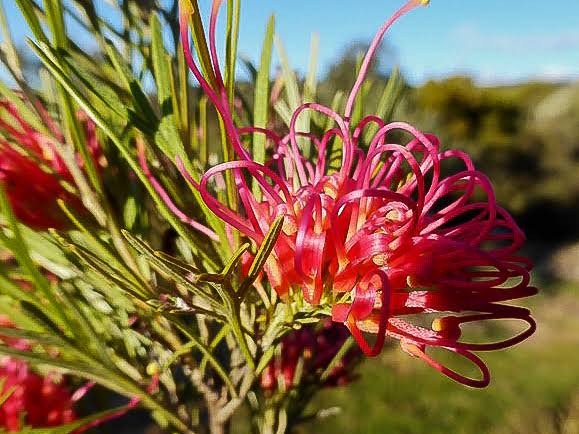 Grevillea ‘Winpara Gem’ (Winpara Gem Grevillea)