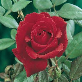 Rosa 'Camp David' (Camp David Standard Rose)