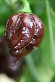Capsicum Annuum (Kathumby Big Brown Chilli)