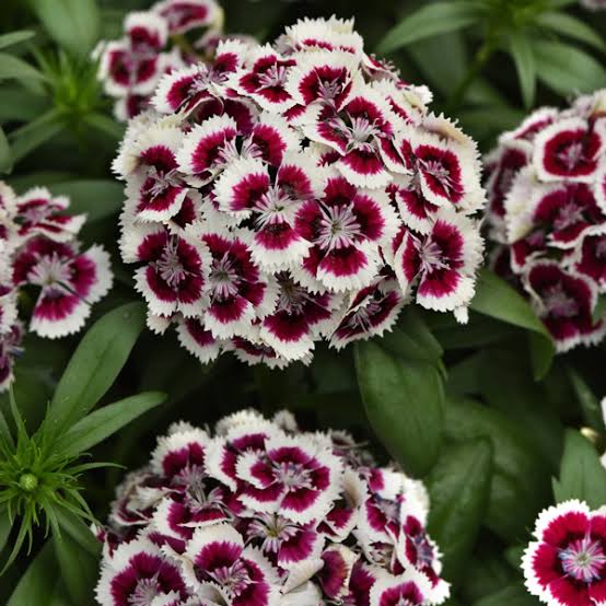 Dianthus barbatus 'Dart Red White Picotee' (Dart Red White Picotee Dianthus)