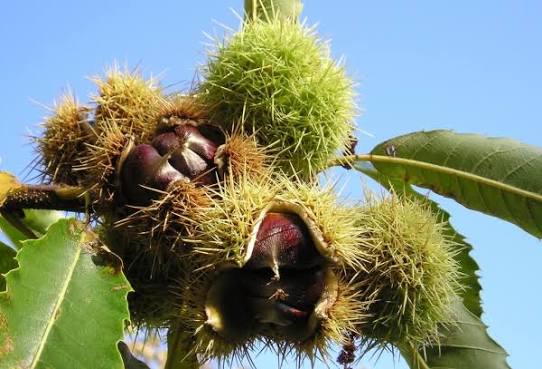 Castanea Sativa 'Marrone' (Marrone Chestnut)