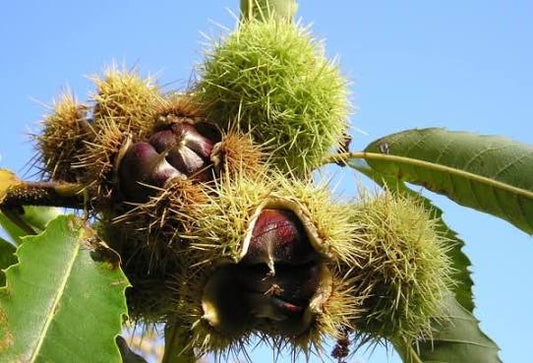 Castanea Sativa 'Marrone' (Marrone Chestnut)