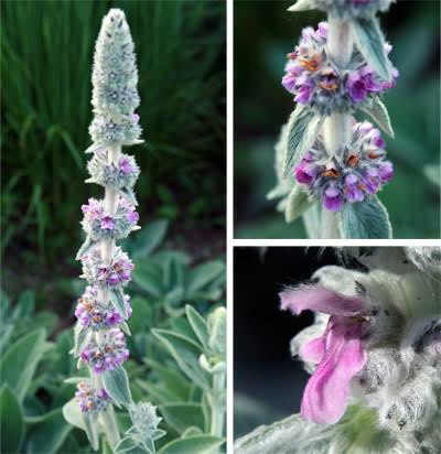 Stachys Byzantina 'Big Ears' (Big Ears Lamb's Ear)