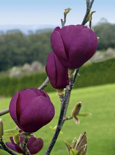 Magnolia × soulangeana ‘JURmag1’ (Black Tulip® Magnolia Grafted)