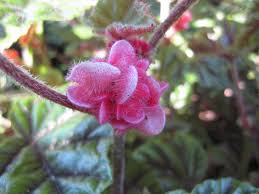Begonia Incarnata (Felted Begonia)