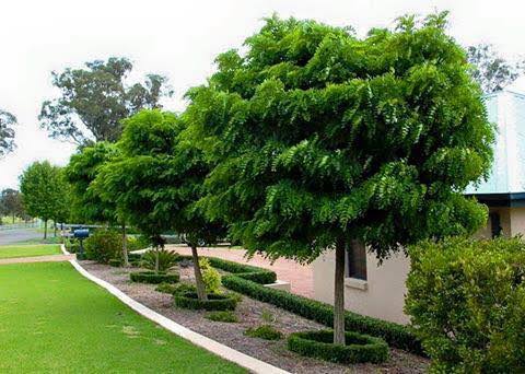 Robinia pseudoacacia 'Inermis' Standard (Mop Top Robinia)