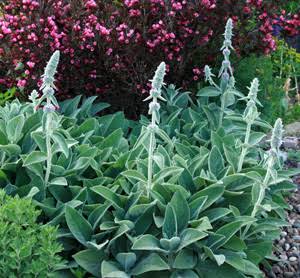 Stachys Byzantina 'Big Ears' (Big Ears Lamb's Ear)