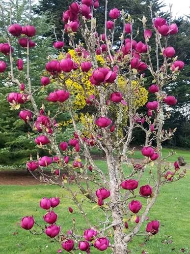 Magnolia × soulangeana ‘JURmag1’ (Black Tulip® Magnolia Grafted)