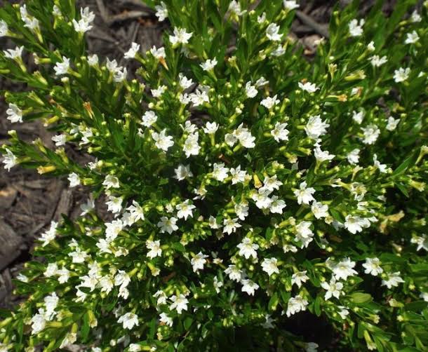 Cuphea Hyssopifolia 'Alba' (White Cuphea)