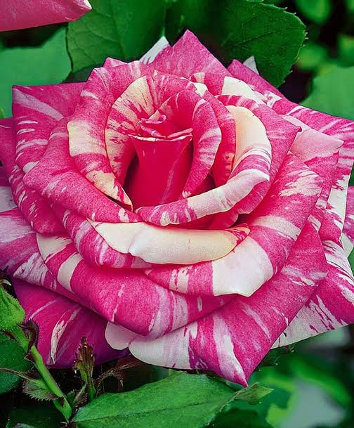 Rosa 'Candy Stripe' (Candy Stripe Standard Rose)
