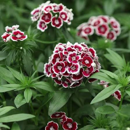 Dianthus barbatus 'Dart Red White Picotee' (Dart Red White Picotee Dianthus)