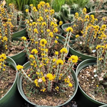 Euphorbia aeruginosa (Miniature Saguaro)