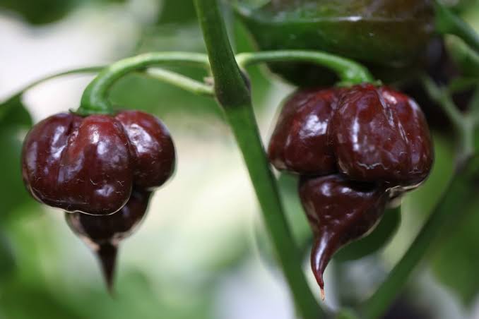 Capsicum Annuum (Kathumby Big Brown Chilli)