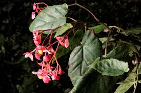 Begonia Incarnata (Felted Begonia)
