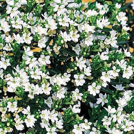 Cuphea Hyssopifolia 'Alba' (White Cuphea)