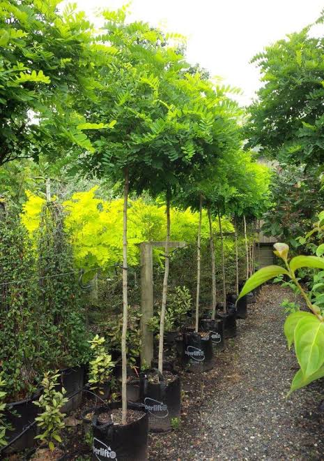 Robinia pseudoacacia 'Inermis' Standard (Mop Top Robinia)
