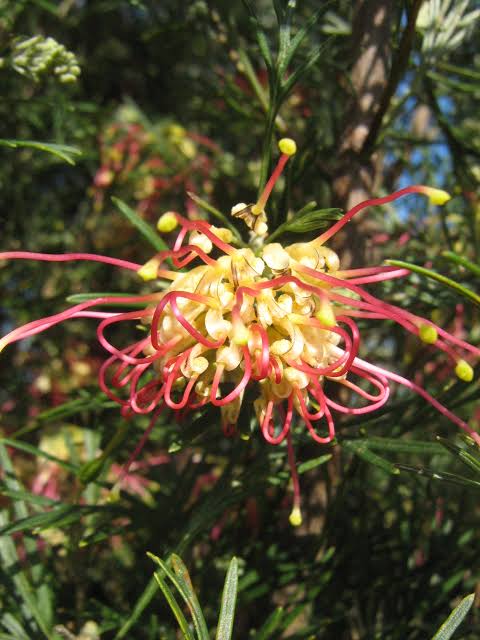 Grevillea hybrida ‘Winpara Gold’ (Winpara Gold Grevillea)