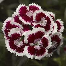 Dianthus barbatus 'Dart Red White Picotee' (Dart Red White Picotee Dianthus)
