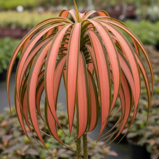 Phormium 'Maori Maiden' (Maori Maiden New Zealand Flax)